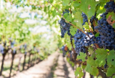 bunches of blue grapes in vineyard
