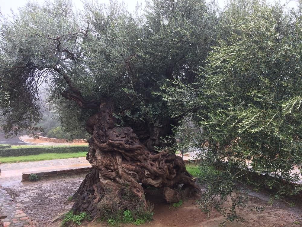 Oldest Olive tree in the world (Crete)